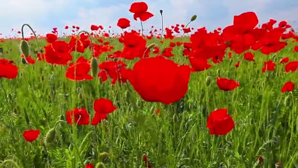 Poppy bloemen — Stockvideo