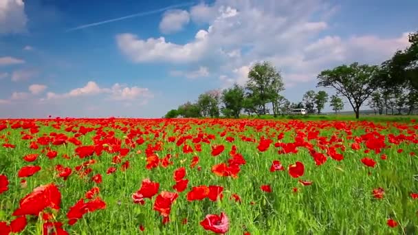 Poppy bloemen — Stockvideo