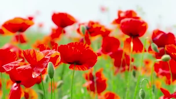 Poppy bloemen — Stockvideo