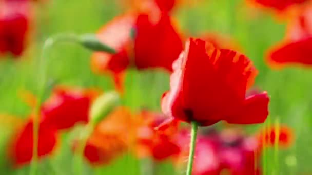 Flores de amapola — Vídeo de stock