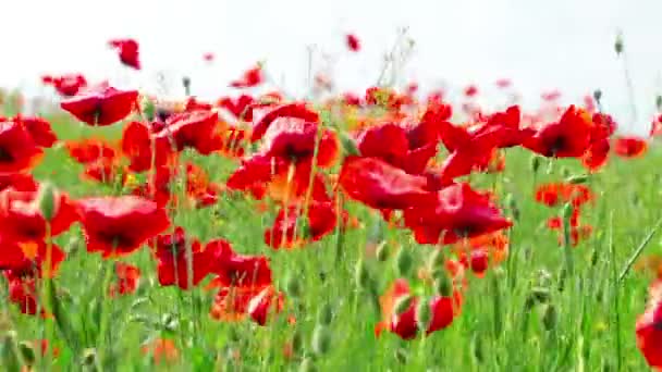 Poppy bloemen — Stockvideo