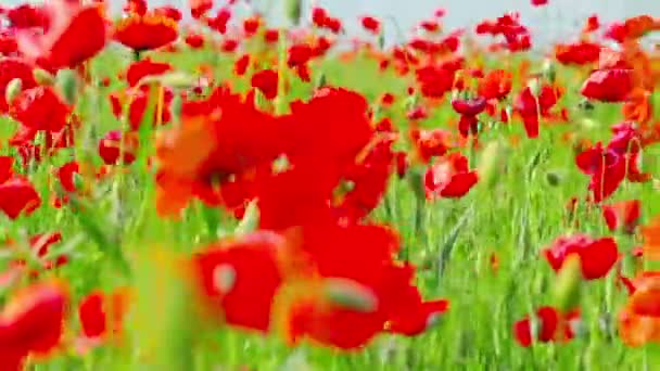 Fleurs de pavot 
