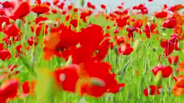 Poppy flowers — Stock Video