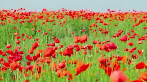 Fleurs de pavot 