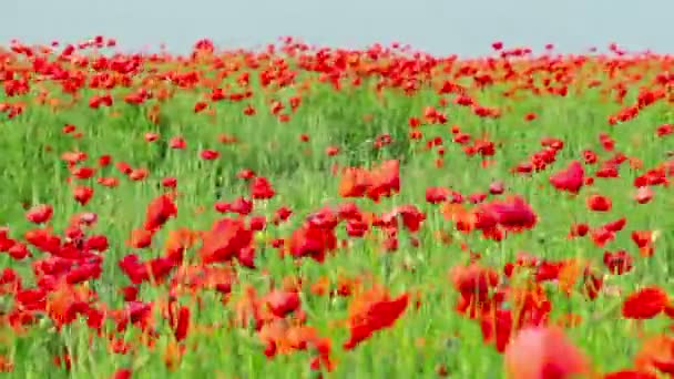 Poppy bloemen — Stockvideo