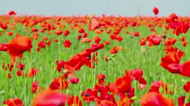 Poppy bloemen — Stockvideo