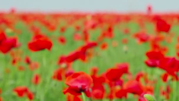 Poppy flowers — Stock Video