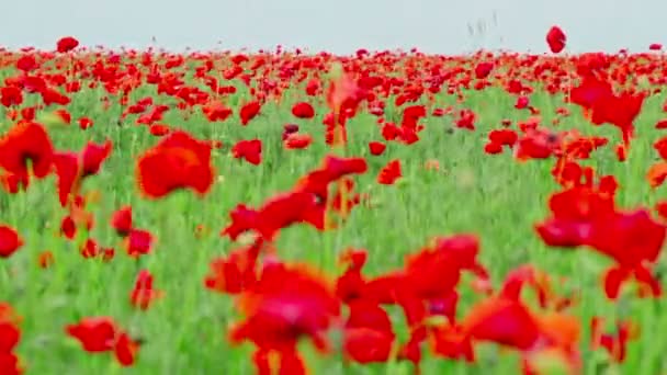 Poppy bloemen — Stockvideo