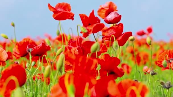 Poppy bloemen — Stockvideo