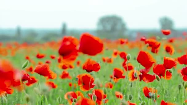 Poppy flowers — Stock Video