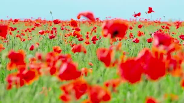 Fleurs de pavot 
