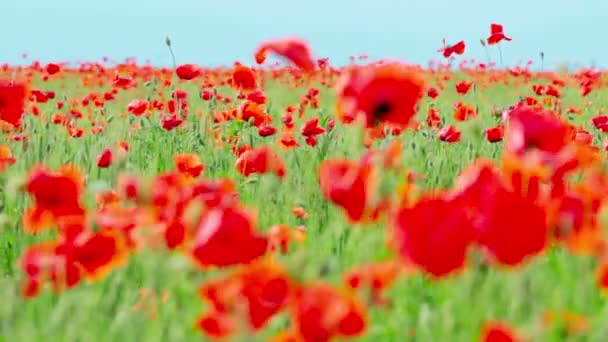 Poppy flowers — Stock Video