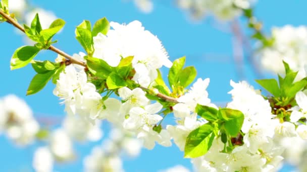 Flor de manzana — Vídeos de Stock