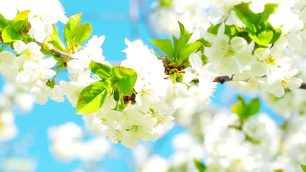 Apple blossom — Stock Video