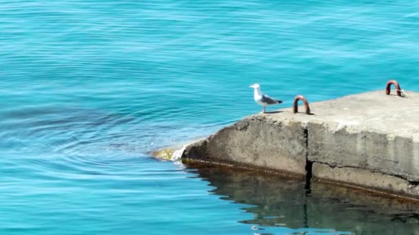 海和海鸥 — 图库视频影像