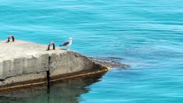 Mar y gaviota — Vídeo de stock