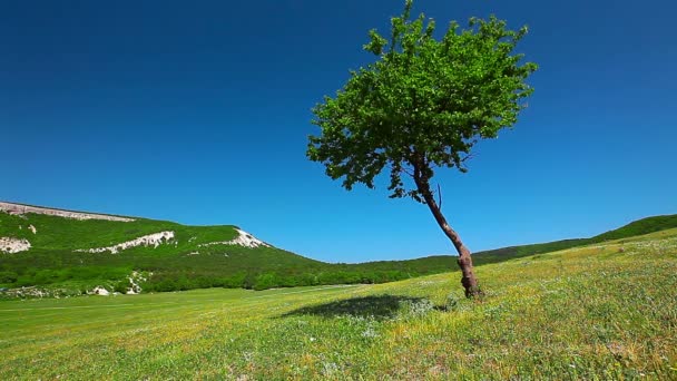 Baum auf Feld — Stockvideo