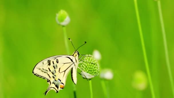 Butterfly on  flower — Stock Video