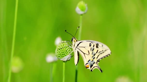 Butterfly on  flower — Stock Video