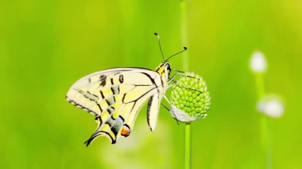 Butterfly on  flower — Stock Video