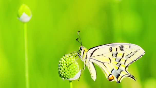 Papillon sur fleur 