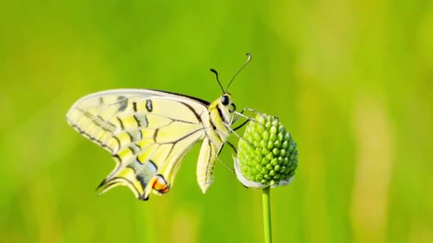 Borboleta em flor — Vídeo de Stock