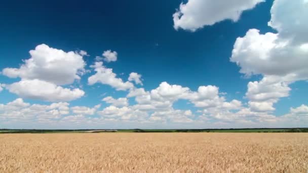 Zlatá pšenice — Stock video