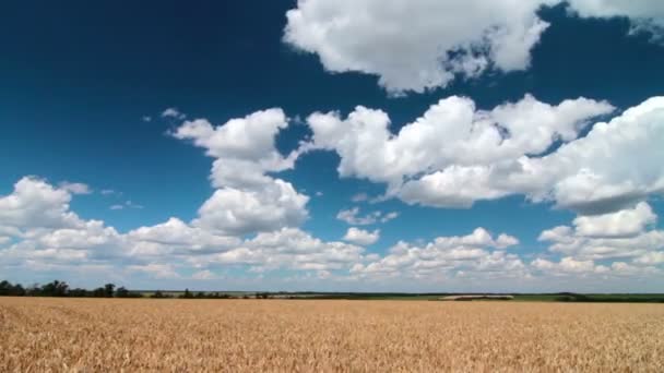 Gouden tarwe — Stockvideo