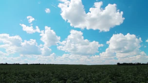 Campo bajo cielo nublado — Vídeo de stock