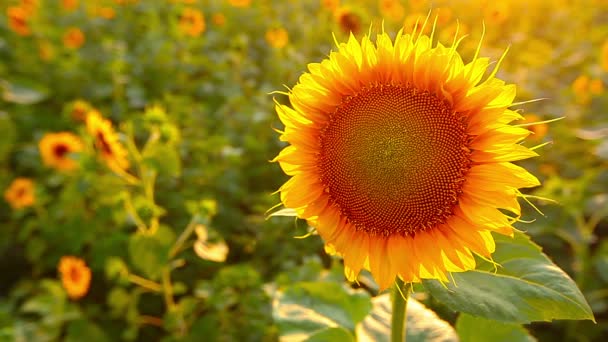 Sunflower field — Stock Video