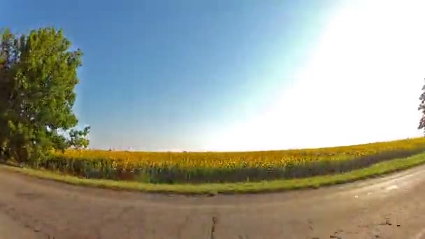 Auto fährt Sonnenblumenfeld an — Stockvideo