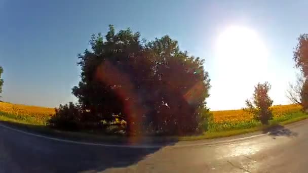 Car rides sunflower field — Stock Video