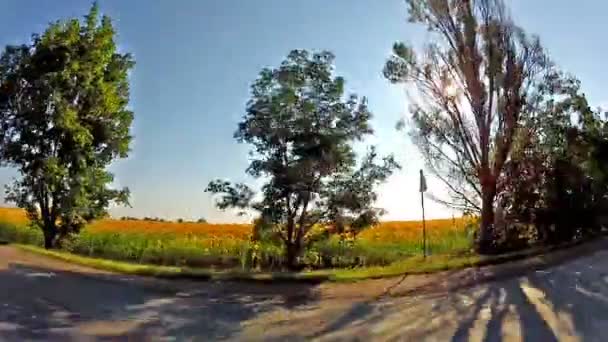 Auto fährt Sonnenblumenfeld an — Stockvideo