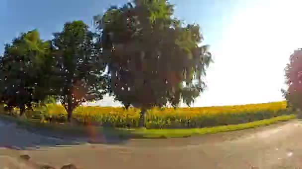 Car rides sunflower field — Stock Video