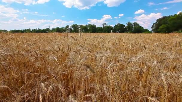 Golden wheat — Stock Video