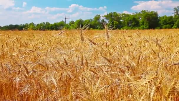 Золотая пшеница — стоковое видео