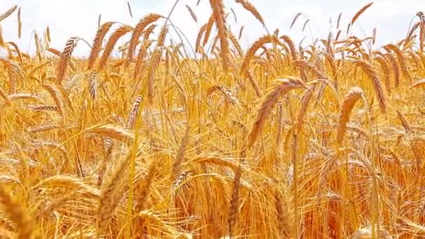 黄金の小麦 — ストック動画