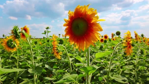 Girasoles — Vídeos de Stock