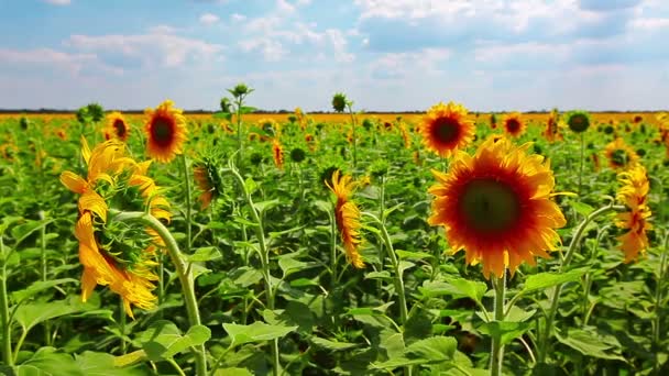 Sunflowers — Stock Video