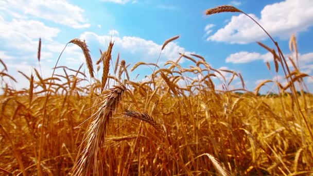 Golden wheat — Stock Video