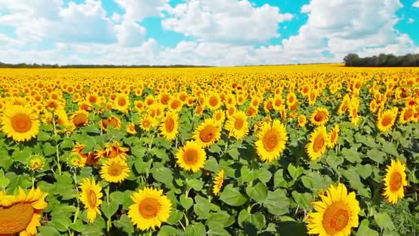 Sonnenblumen — Stockvideo