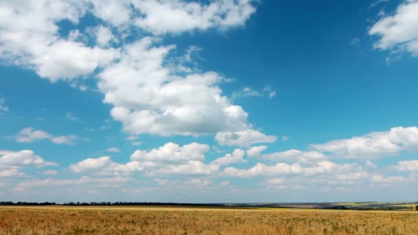 Feld unter bewölktem Himmel — Stockvideo