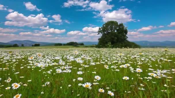 Camomila campo de flores — Vídeo de Stock