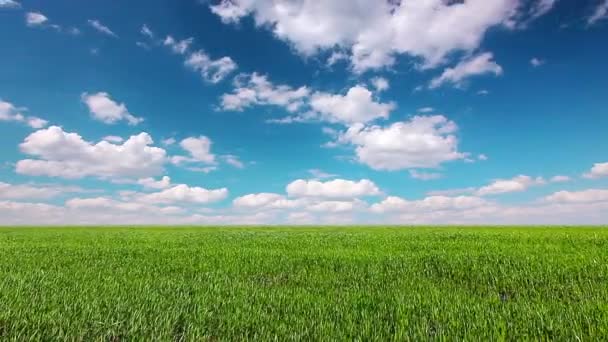 Veld onder bewolkte hemel — Stockvideo