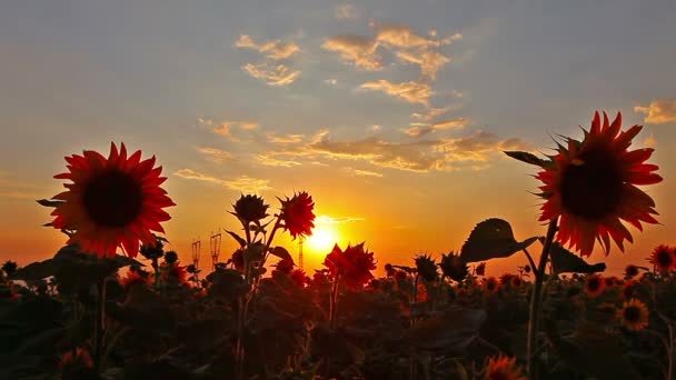 Girasoles — Vídeos de Stock