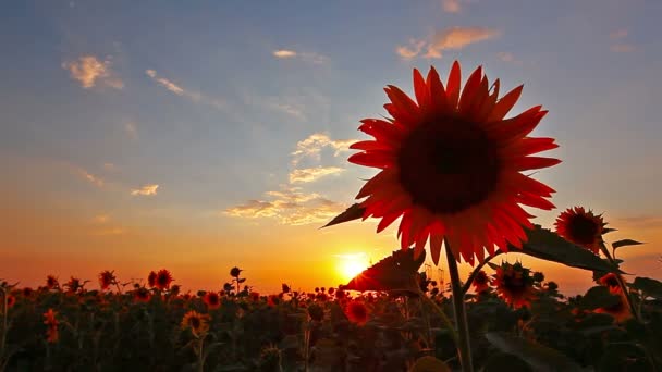 Girasoles — Vídeo de stock