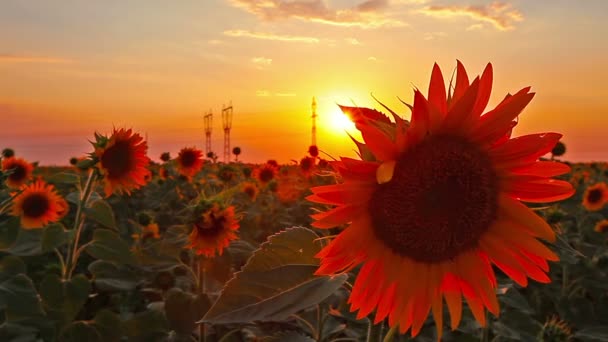 Sunflowers — Stock Video