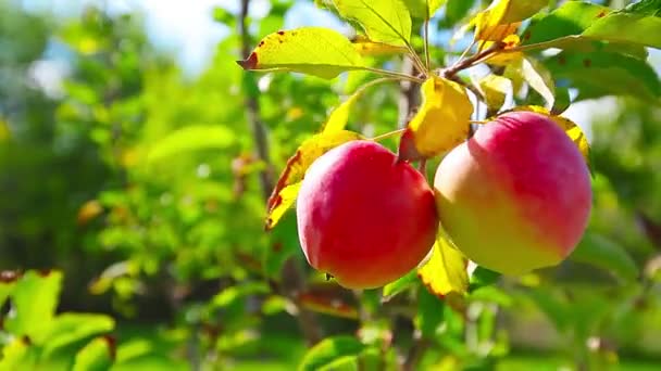 Красные яблоки — стоковое видео