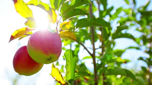 Червоні яблука — стокове відео