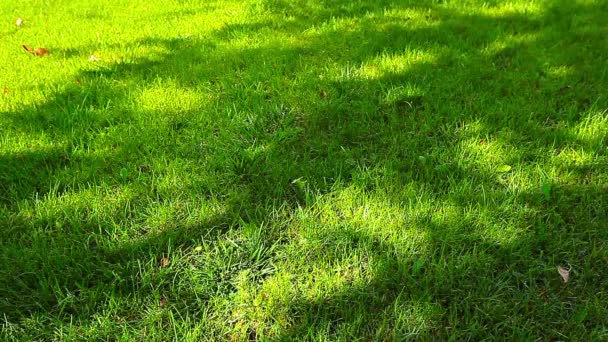 Tree shadows on grass — Stock Video